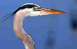 Heron
